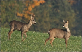 <p>SRNEC OBECNÝ (Capreolus capreolus)</p>